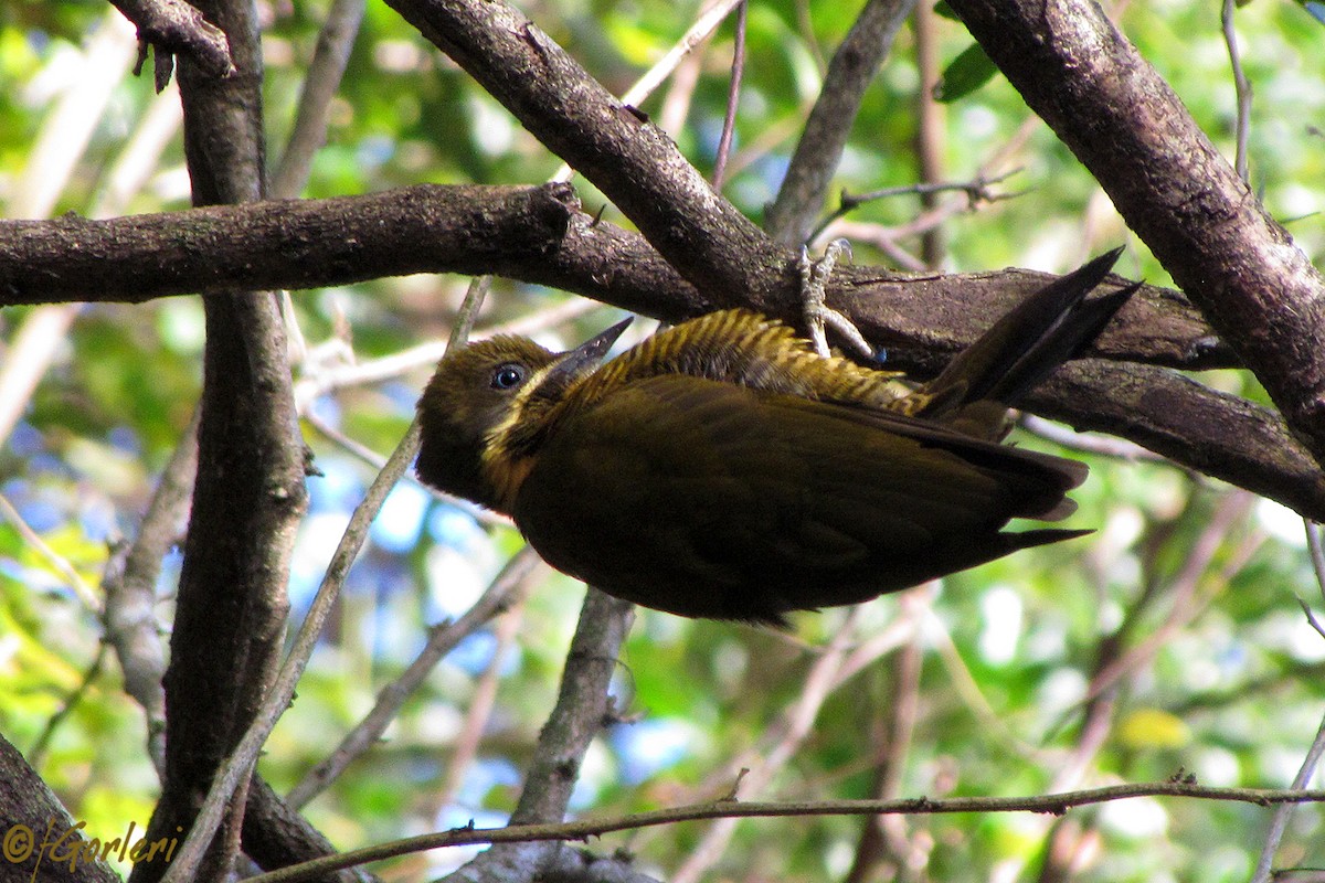 Golden-green Woodpecker - Fabricio C. Gorleri