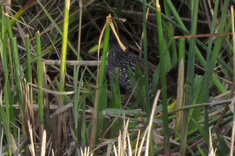 Spotted Rail - ML30989561