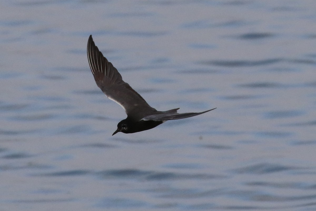 Black Tern - ML30990231