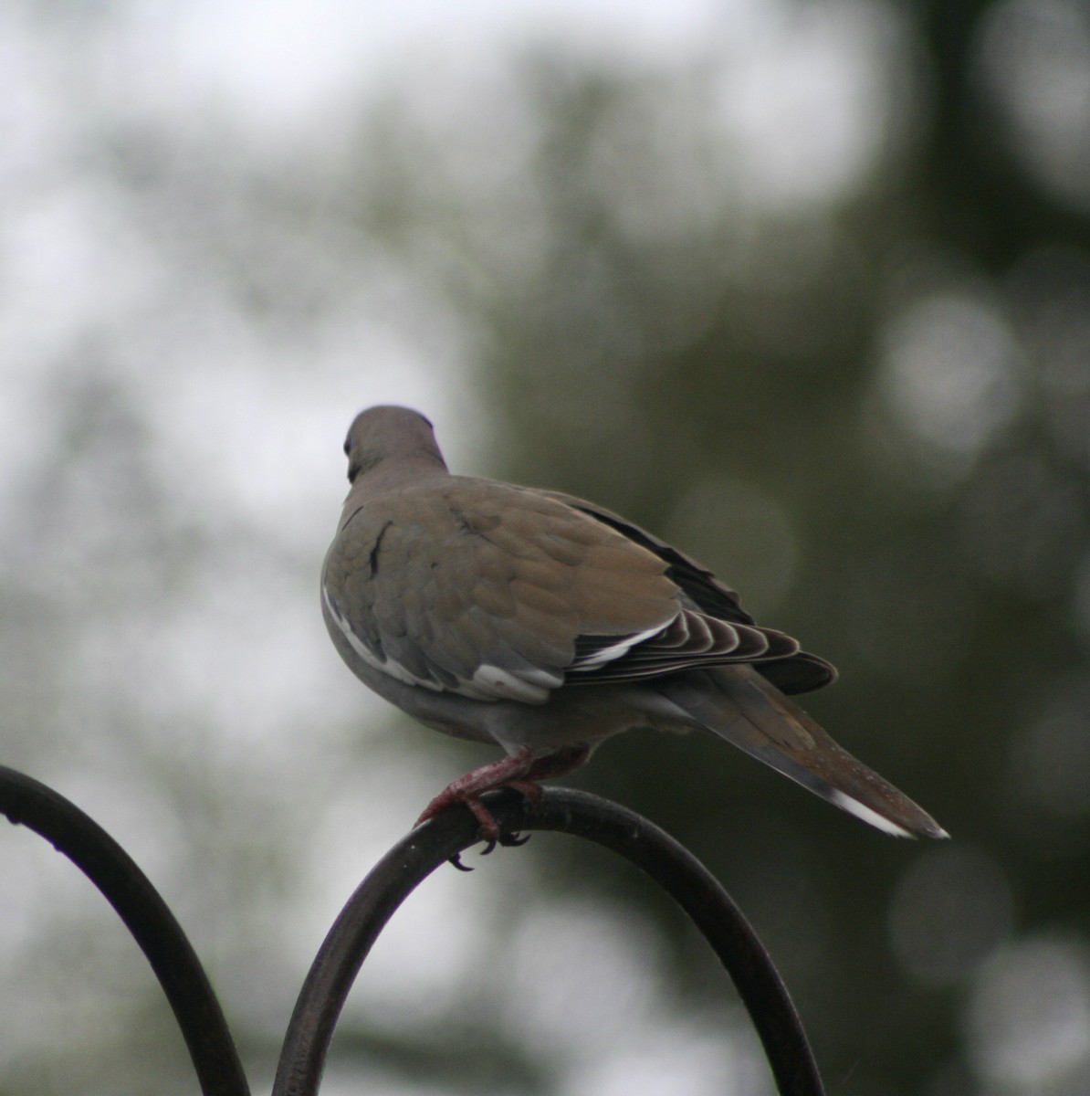 White-winged Dove - ML309909051