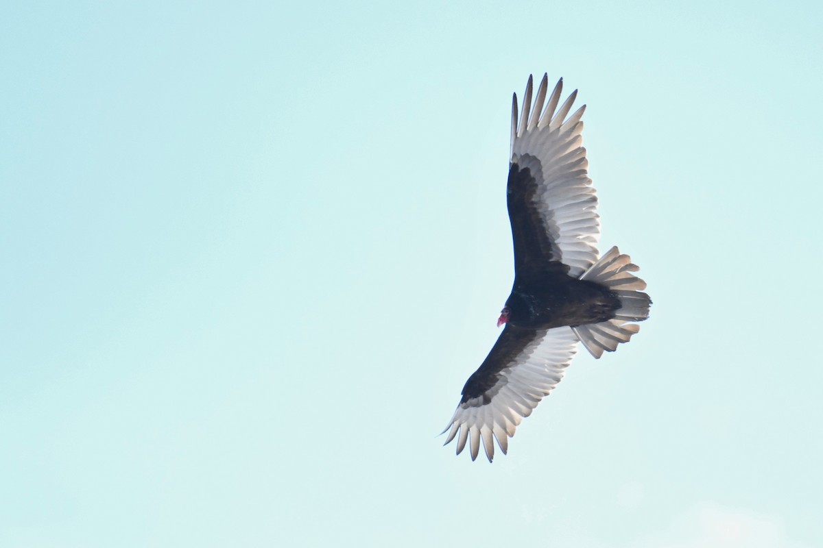 Turkey Vulture - Paul Nale