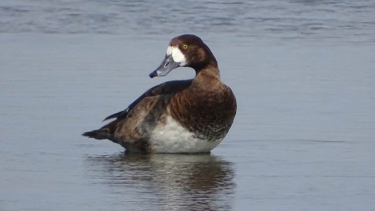 Greater Scaup - ML309910681