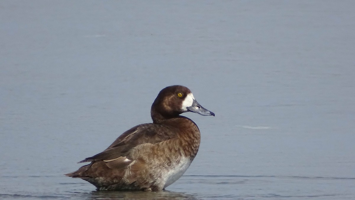 Greater Scaup - ML309910741