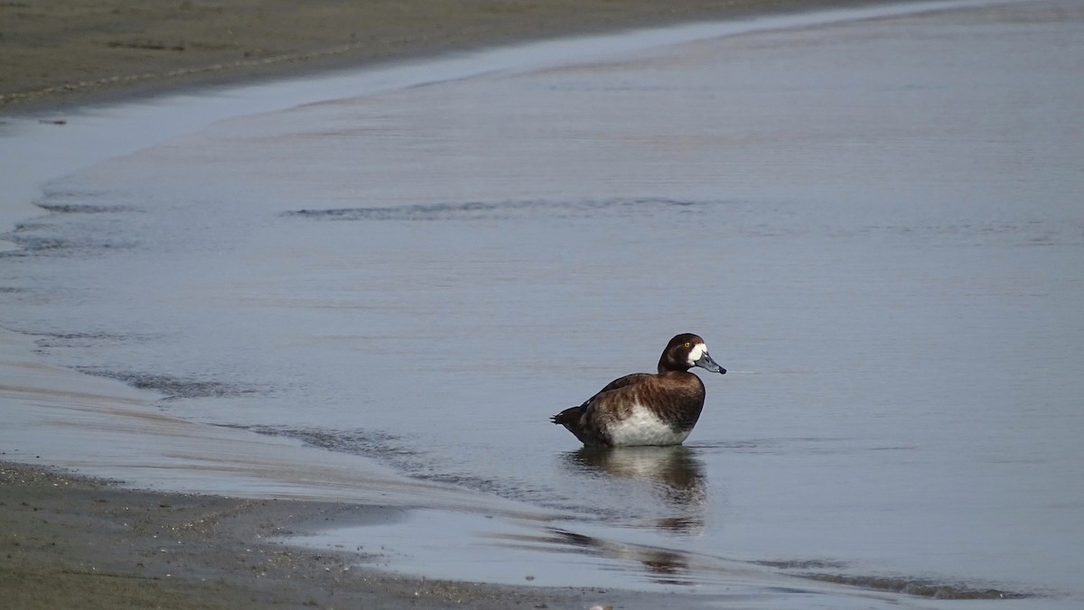 Greater Scaup - ML309910821