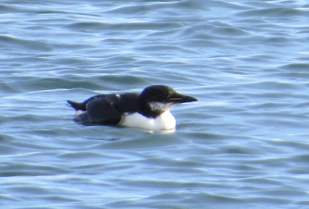 Thick-billed Murre - ML309910841
