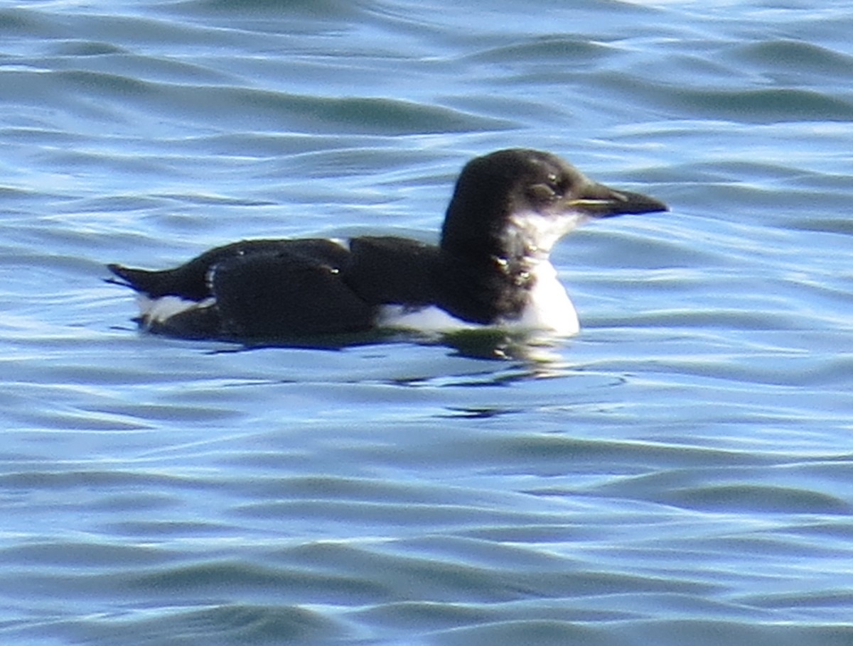 Thick-billed Murre - ML309910931