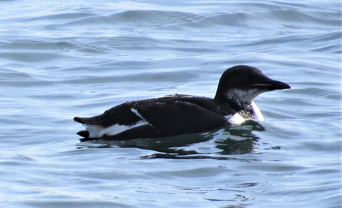 Thick-billed Murre - ML309911171