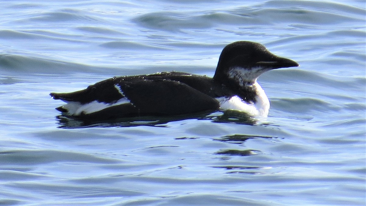 Thick-billed Murre - ML309911231
