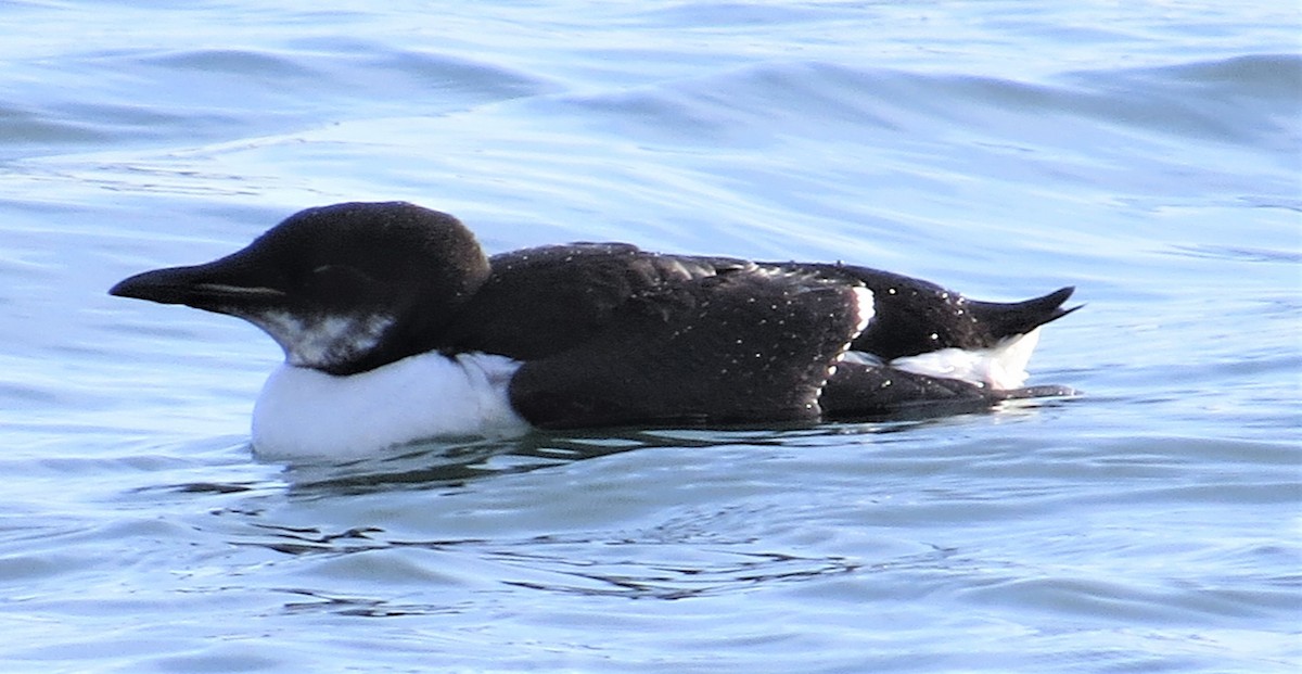 Thick-billed Murre - ML309911491