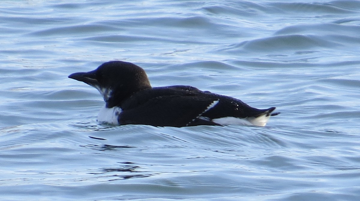 Thick-billed Murre - ML309911951