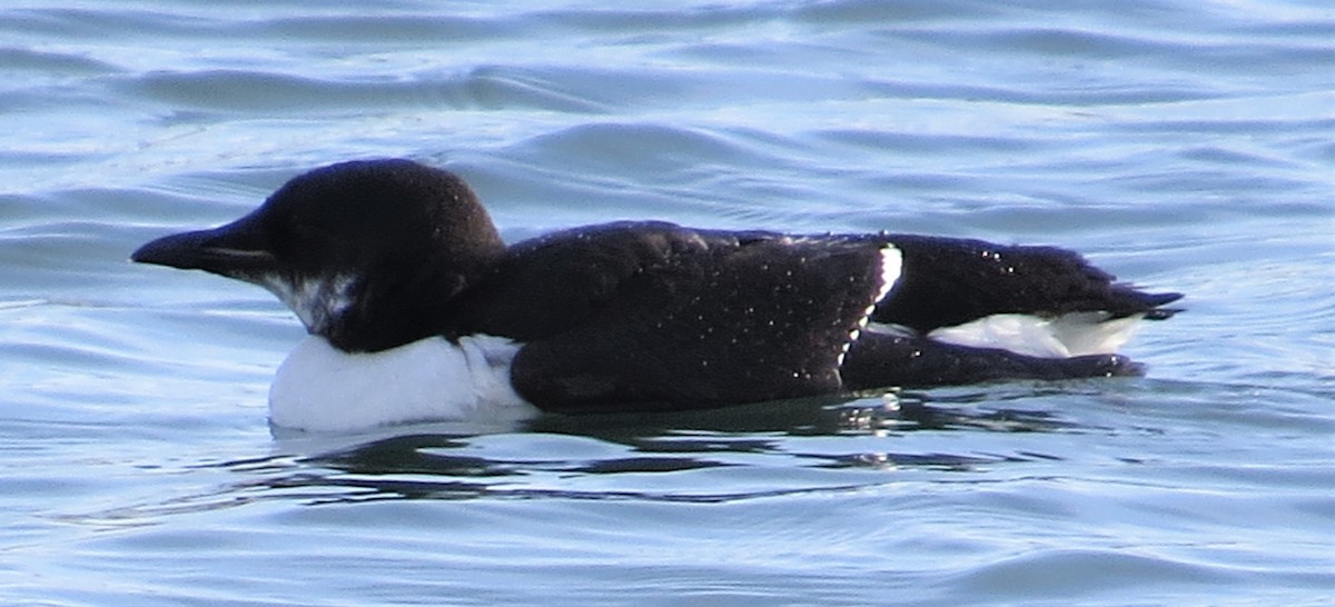 Thick-billed Murre - ML309912101