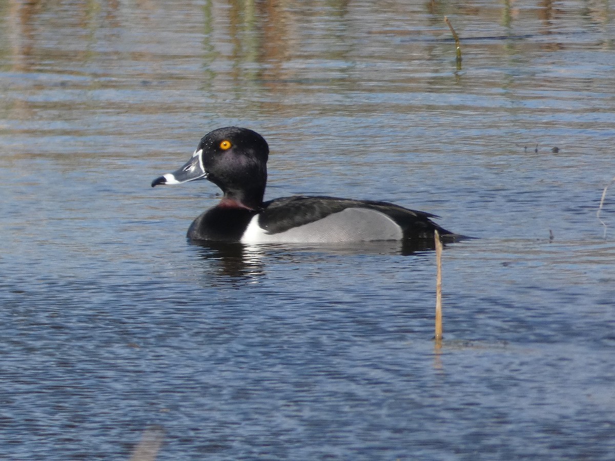 Ring-necked Duck - Garry Hayes
