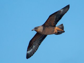  - Chilean Skua