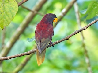  - Pohnpei Lorikeet