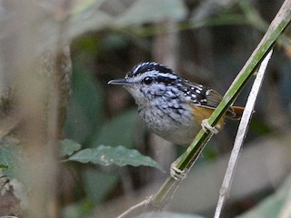  - Rondonia Warbling-Antbird