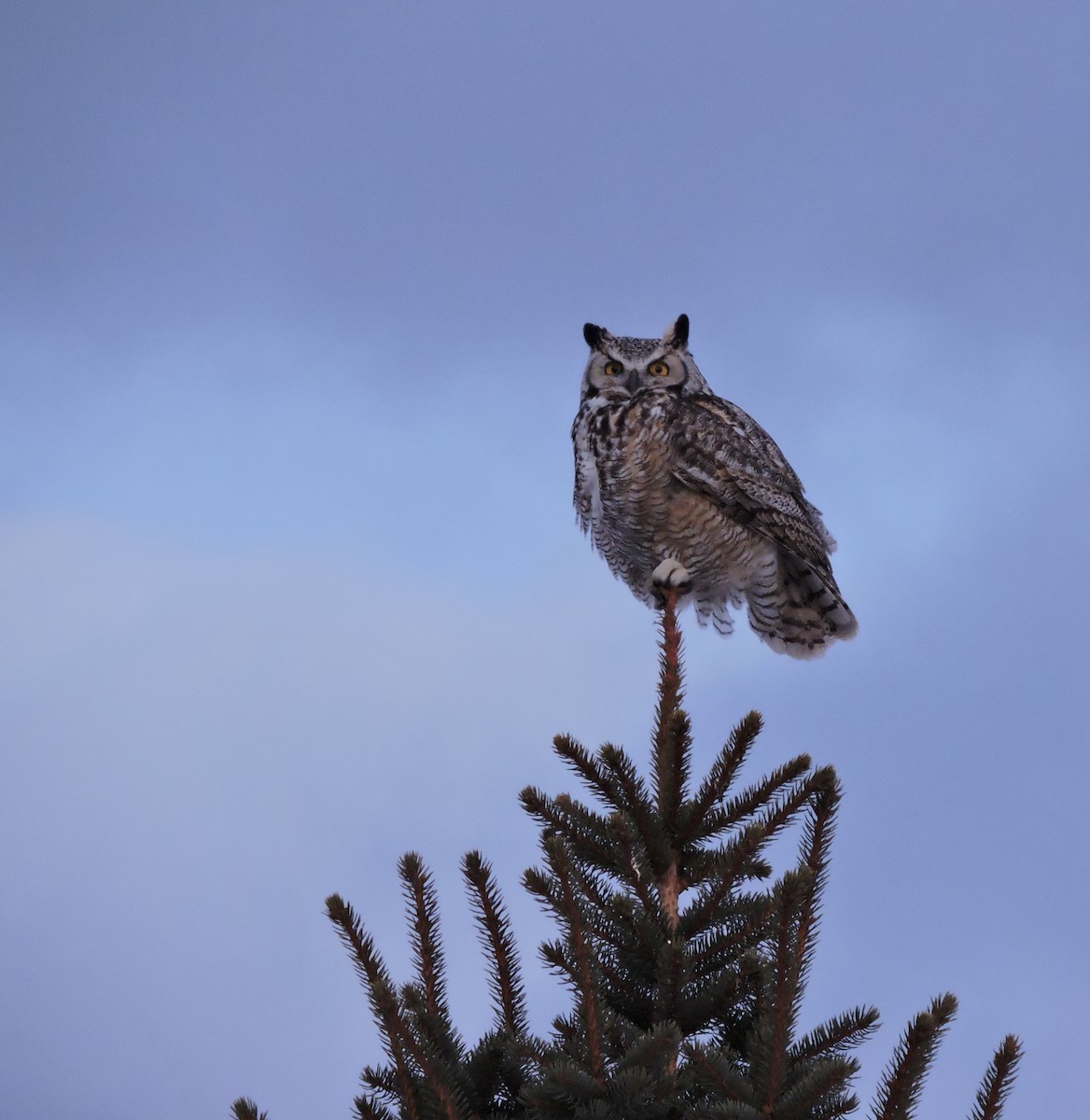 Great Horned Owl - ML309929561