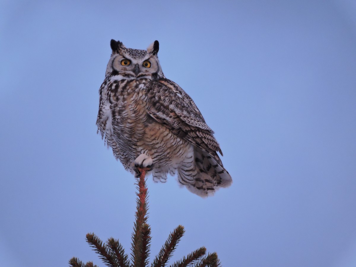 Great Horned Owl - ML309929581