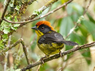  - Bolivian Brushfinch