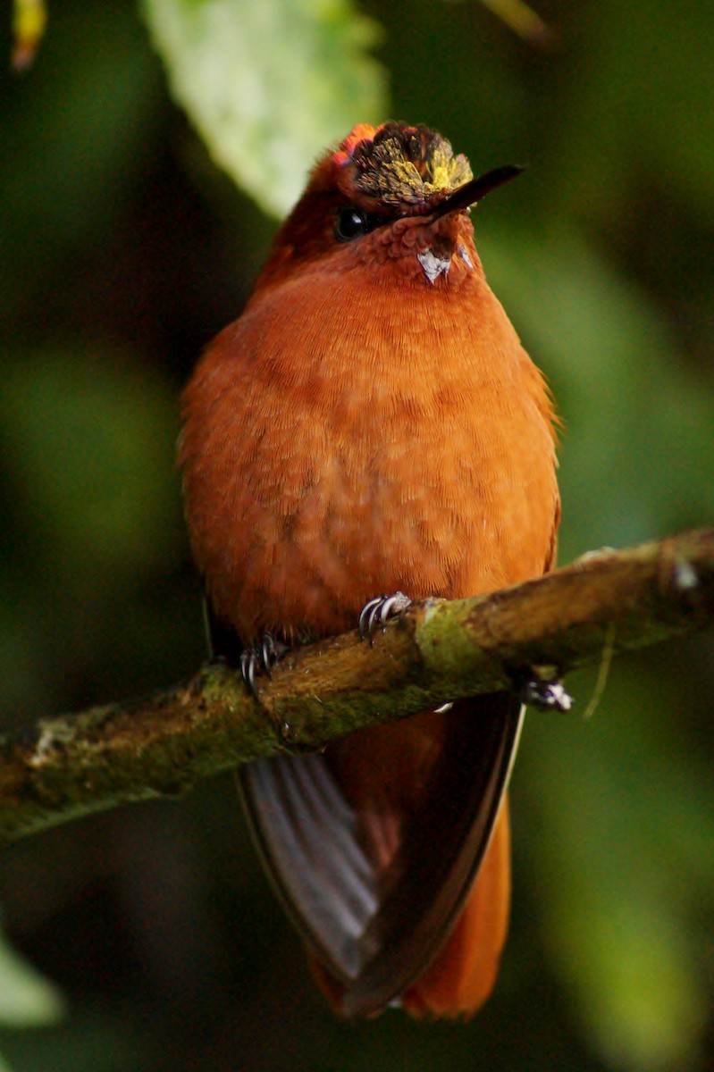 kolibřík fernandezský - ML30994201