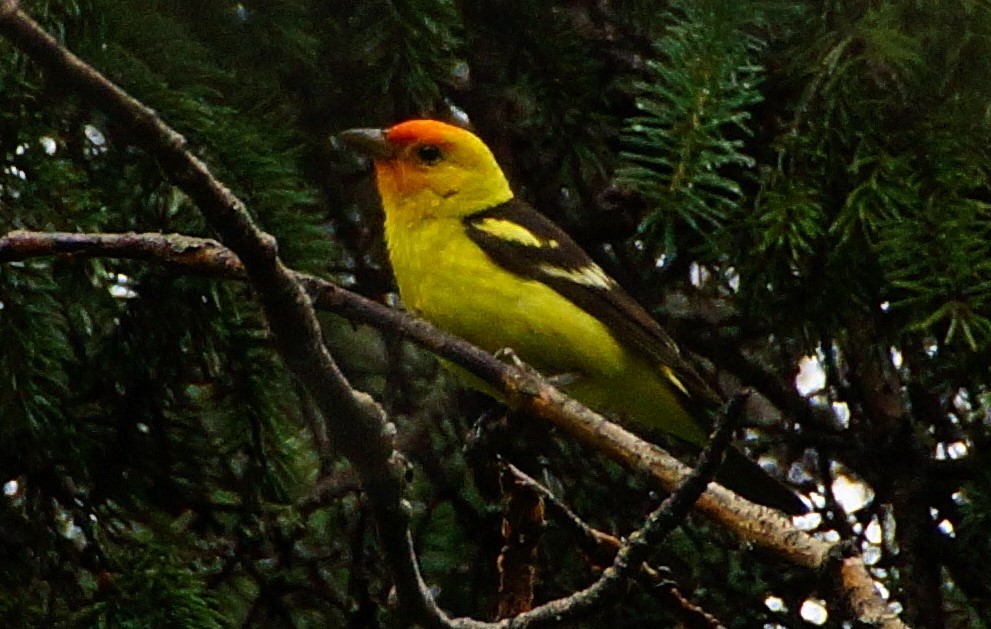 Western Tanager - ML309944471