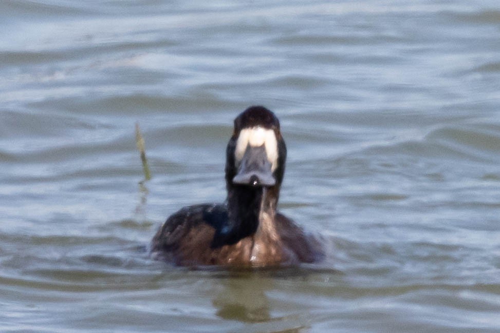Greater Scaup - ML309946101