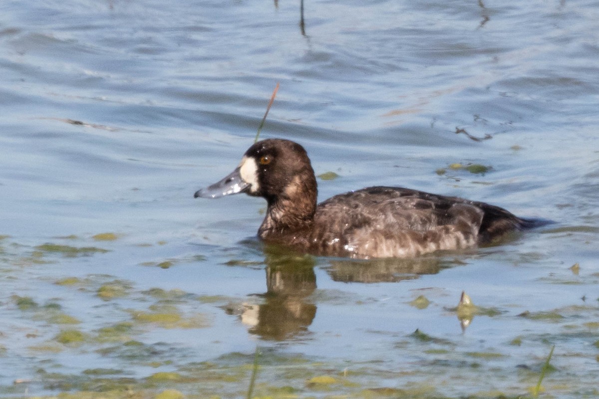 Greater Scaup - ML309946111