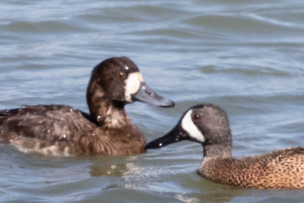 Greater Scaup - ML309946141