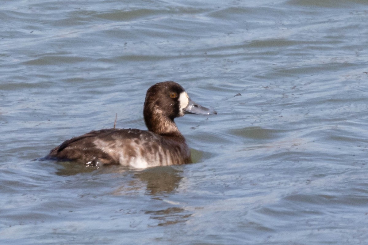 Greater Scaup - ML309946151