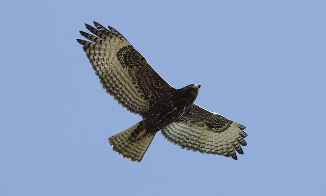 Juvenile dark-morph. - Red-tailed Hawk (Harlan's) - 