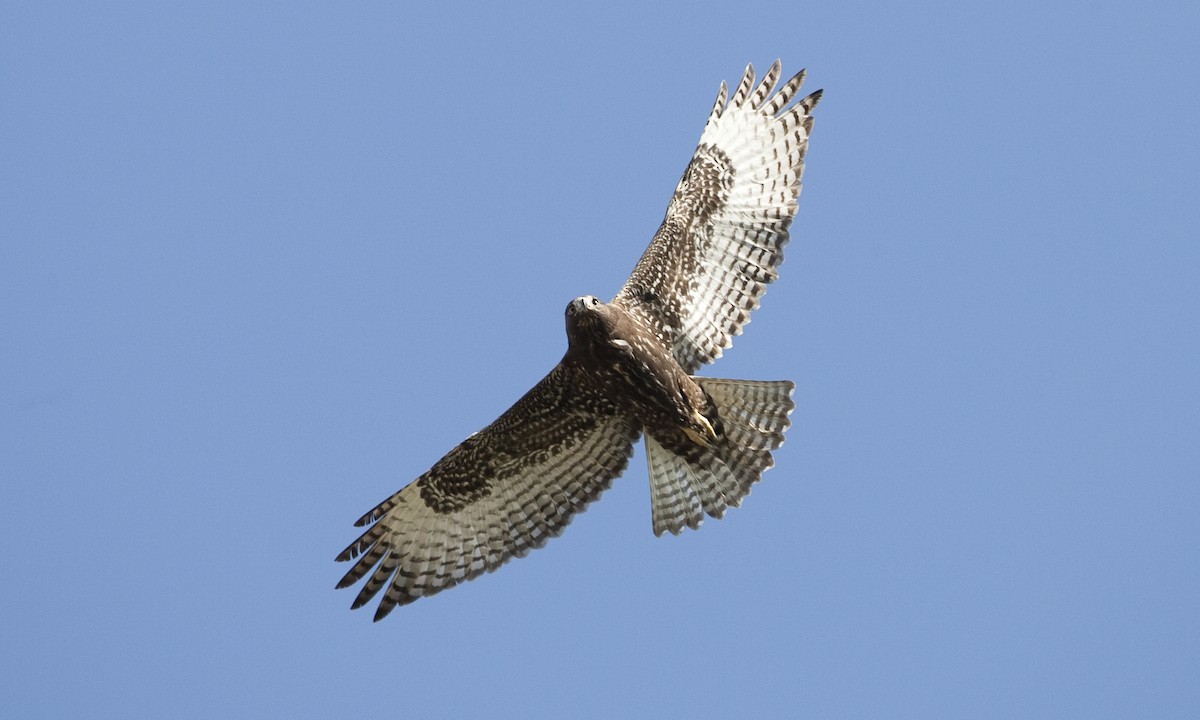 Red-tailed Hawk (Harlan's) - Brian Sullivan