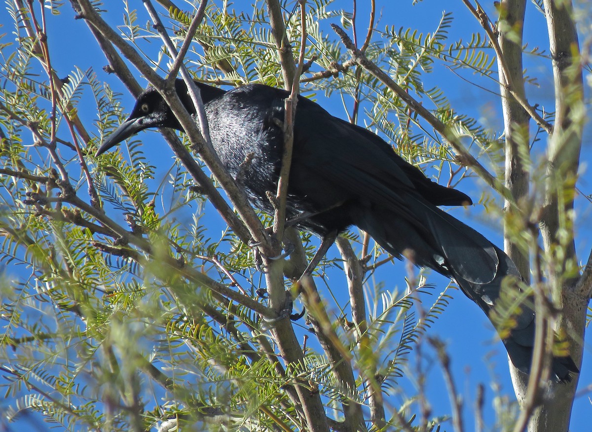 Great-tailed Grackle - ML309953401