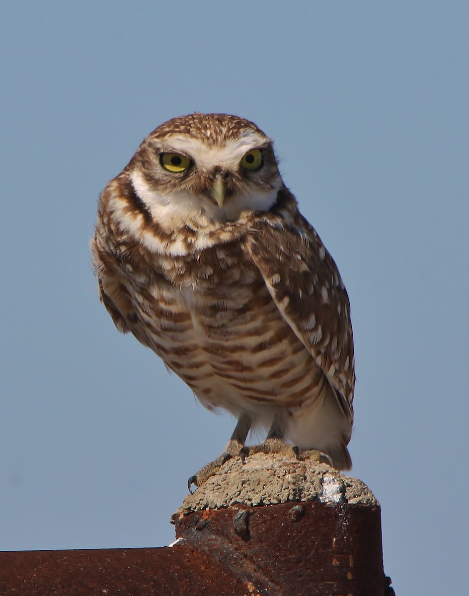 Burrowing Owl - Tripp Davenport