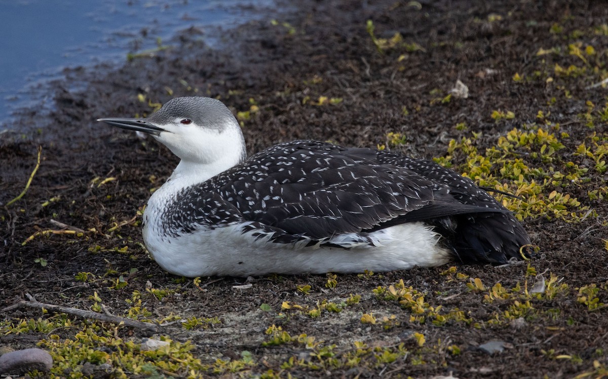 Red-throated Loon - Maury Swoveland