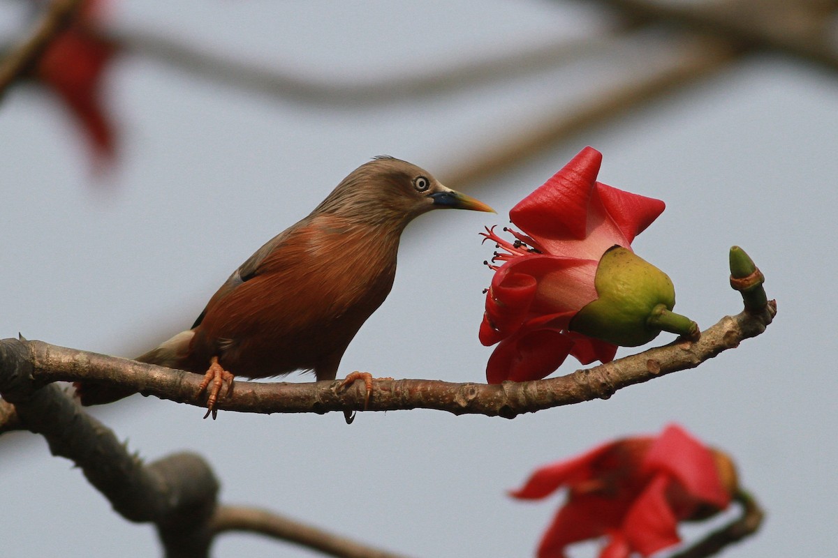 Chestnut-tailed Starling - ML309965991