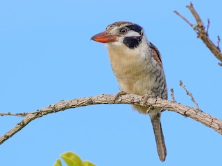  - White-eared Puffbird