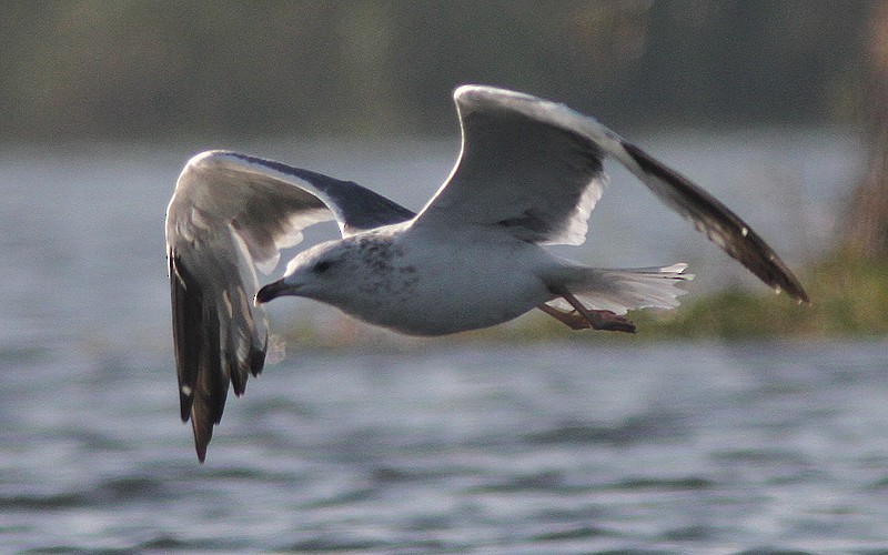 Lesser Black-backed Gull (Heuglin's) - Uku Paal