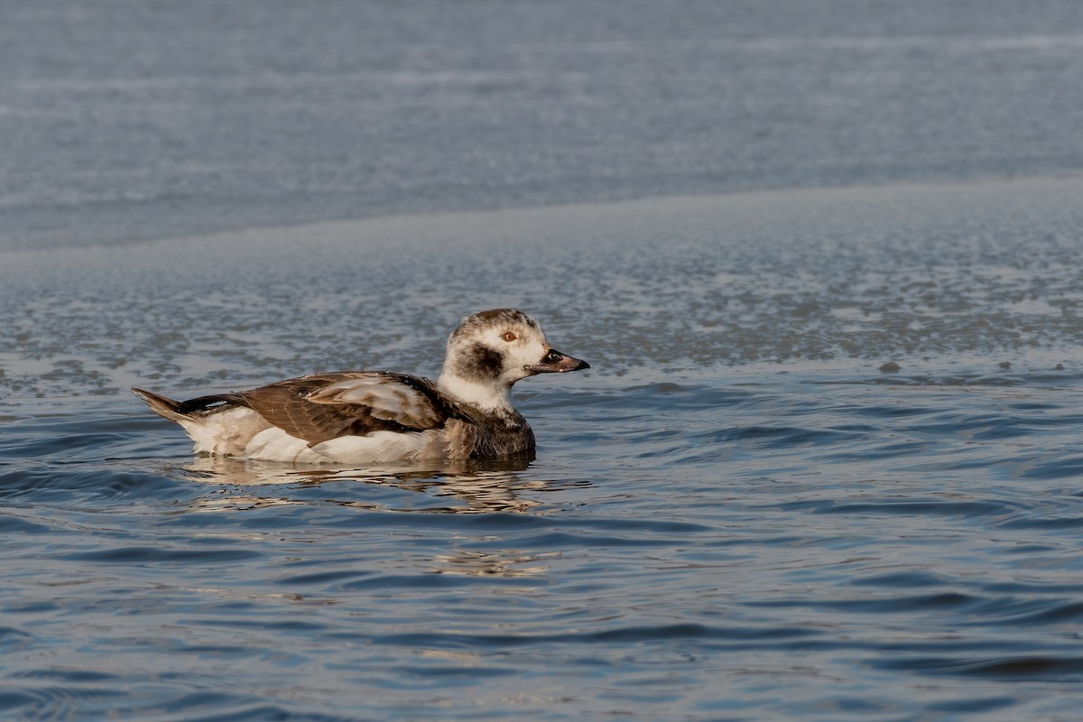 Long-tailed Duck - ML309969081