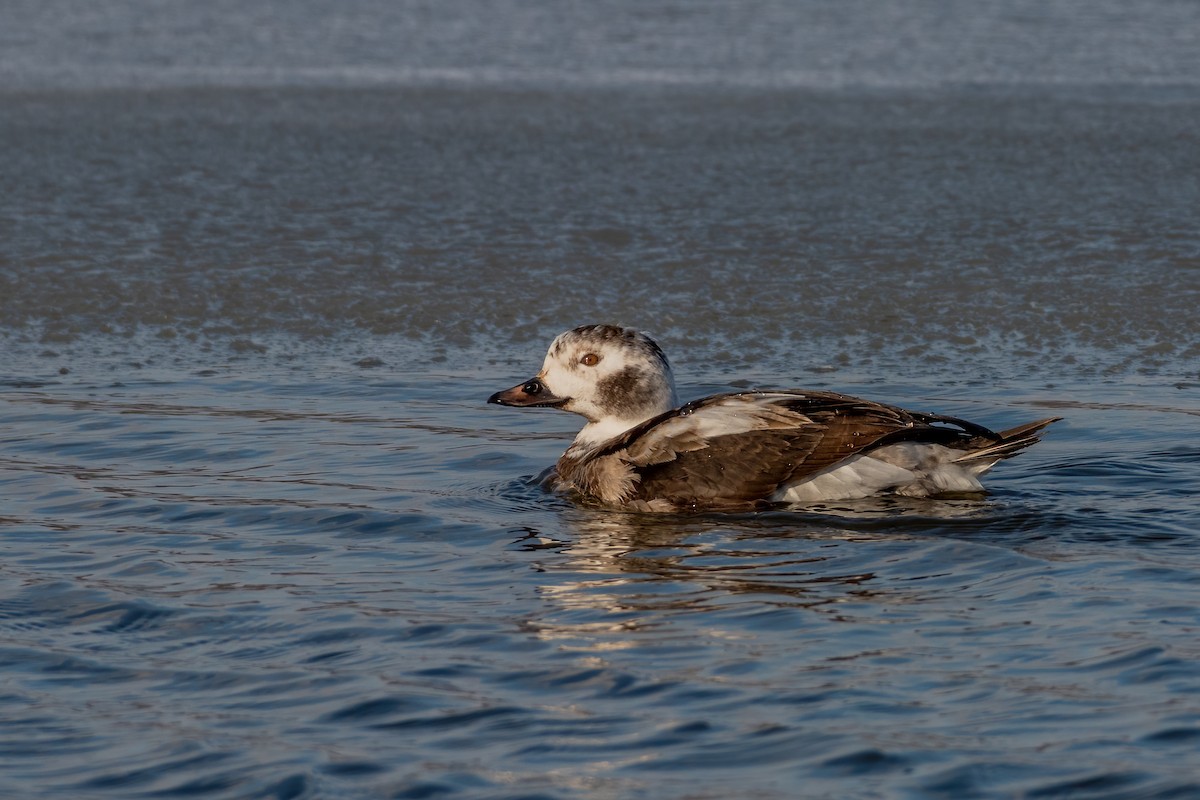Long-tailed Duck - Eric Nally