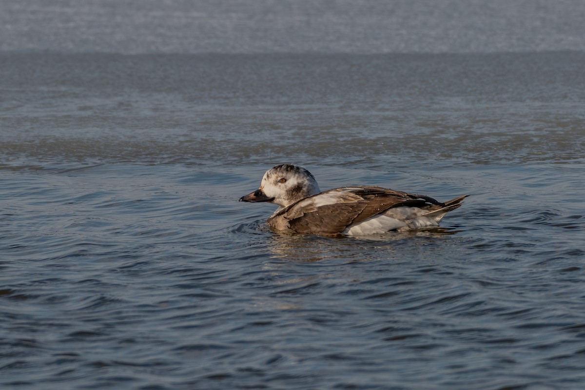 Long-tailed Duck - Eric Nally