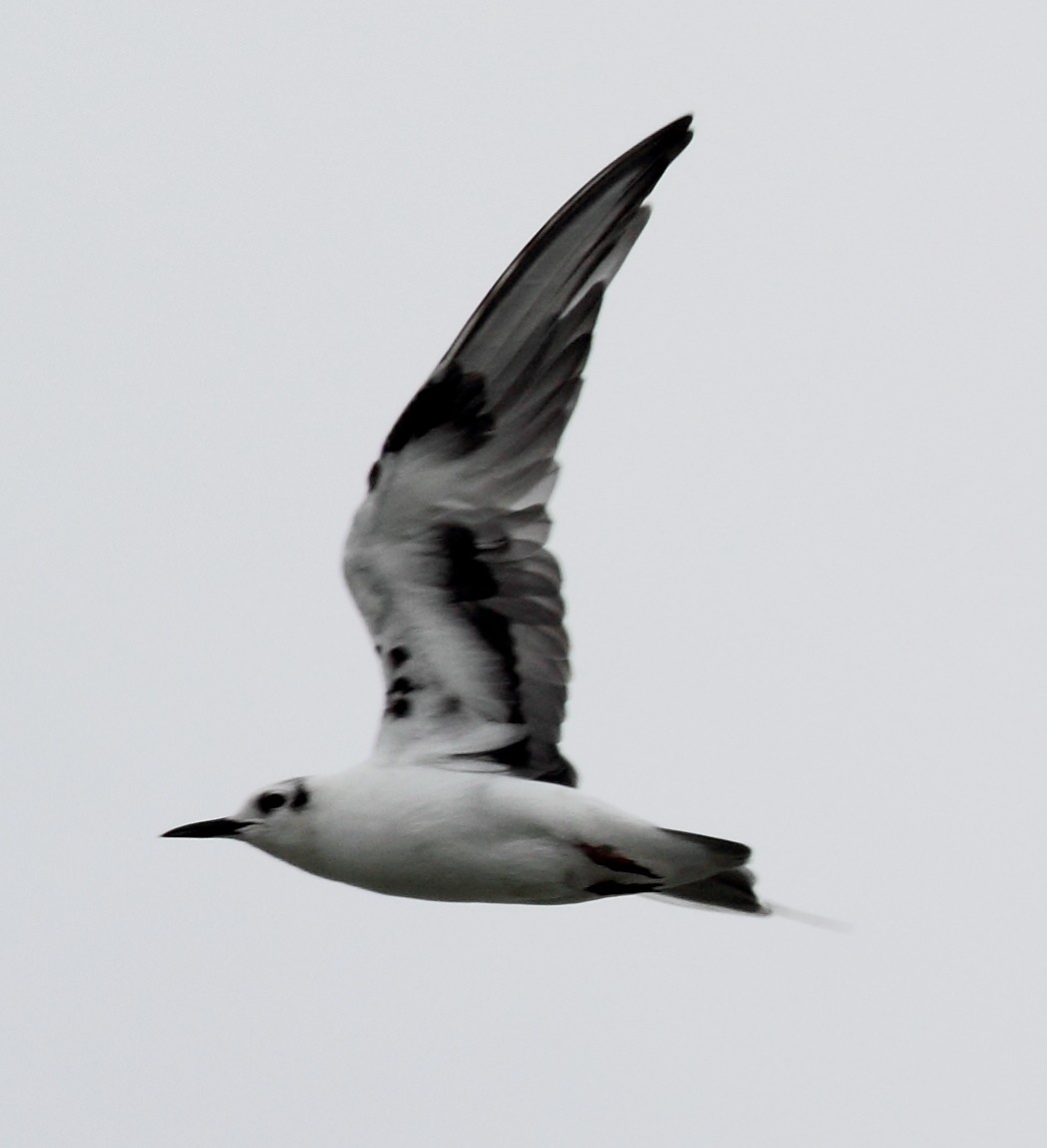 White-winged Tern - dave p