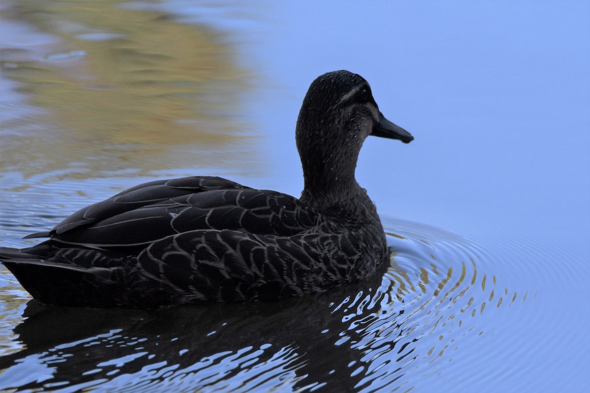 Pacific Black Duck - ANNE FOWLER