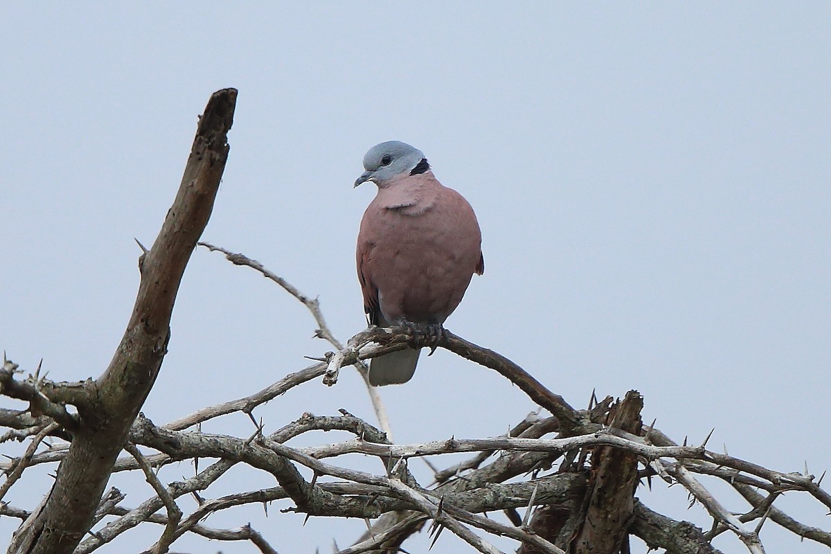 Red Collared-Dove - ML309977441