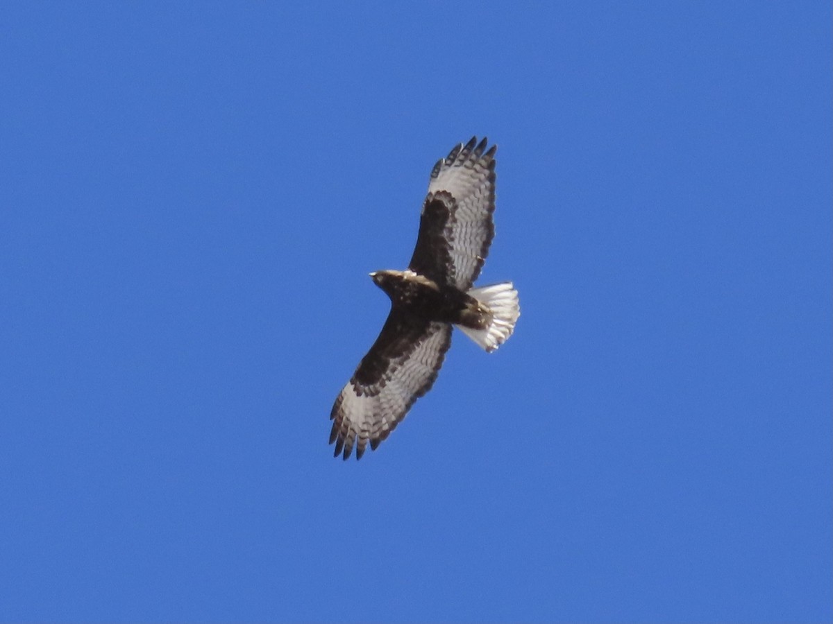 Red-tailed Hawk (Harlan's) - ML309992171