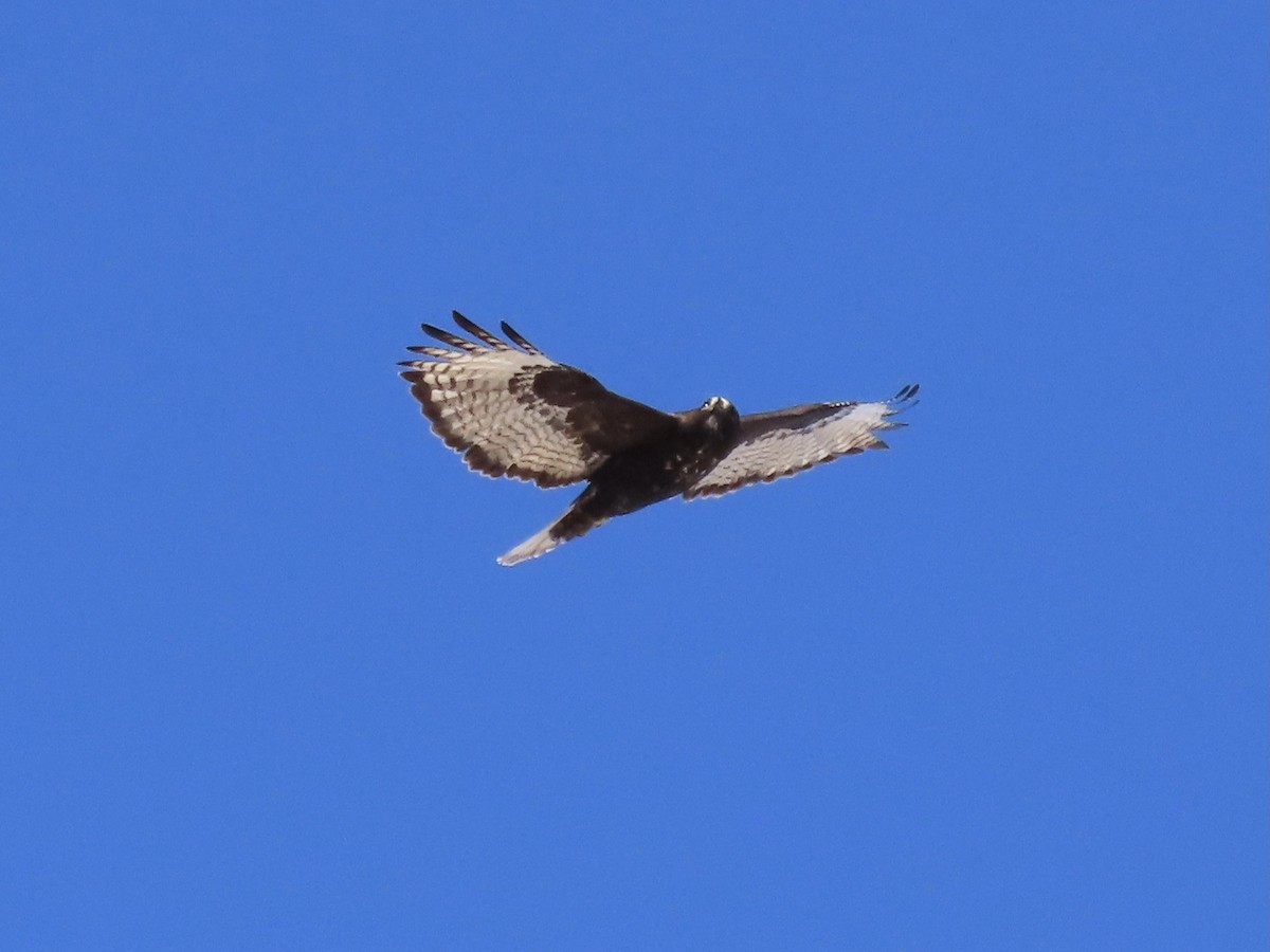 Red-tailed Hawk (Harlan's) - ML309992181
