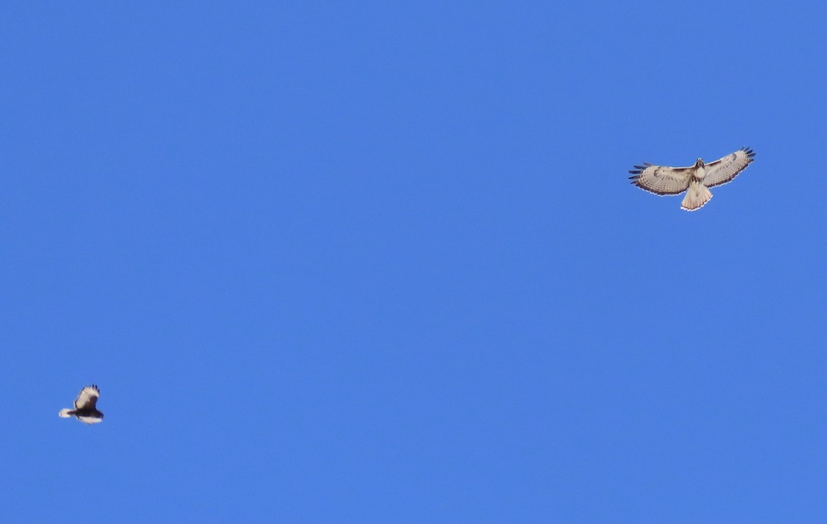 Red-tailed Hawk (Harlan's) - ML309992191