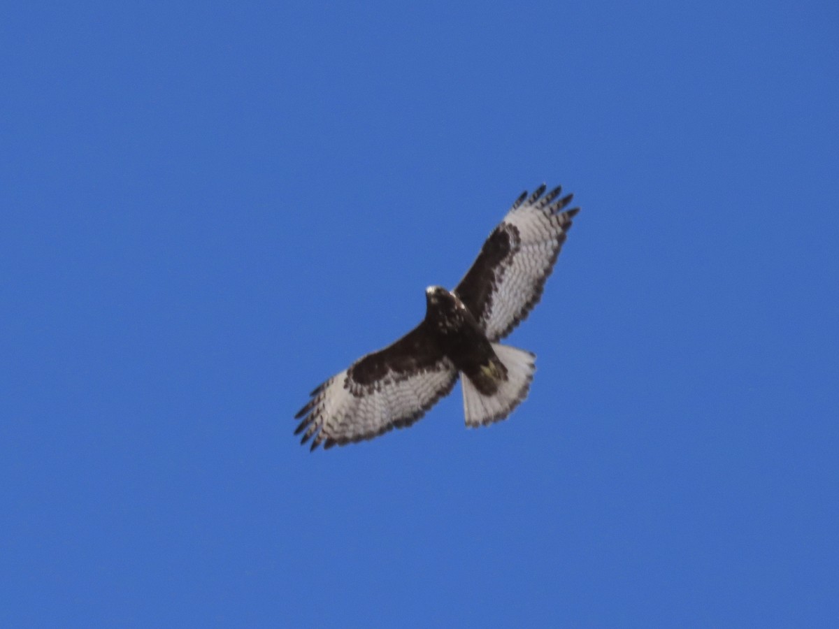 Red-tailed Hawk (Harlan's) - ML309992201