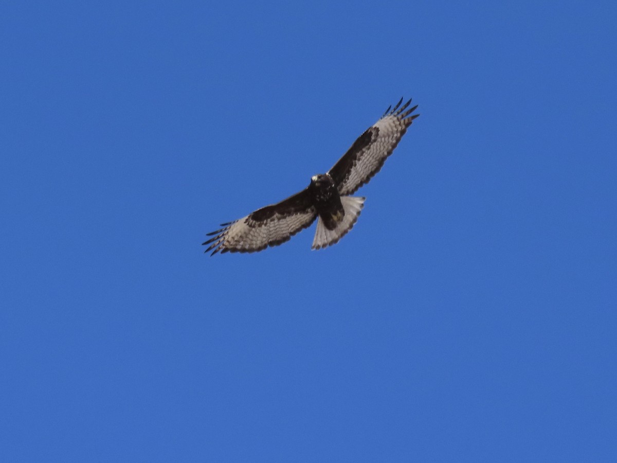 Red-tailed Hawk (Harlan's) - ML309992221