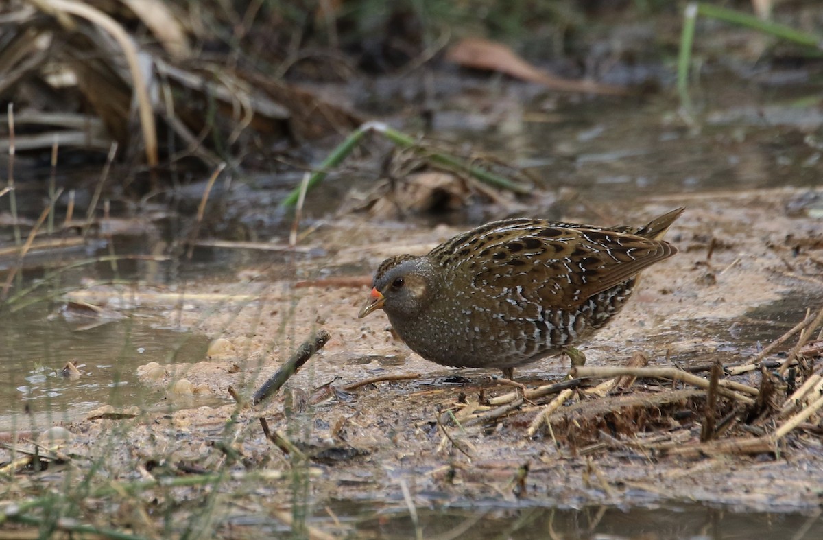 Spotted Crake - ML309999581