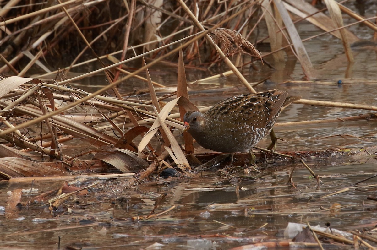 Spotted Crake - ML309999591