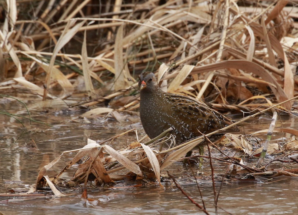 Spotted Crake - ML309999601